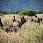 Emus