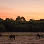 Kangaroos