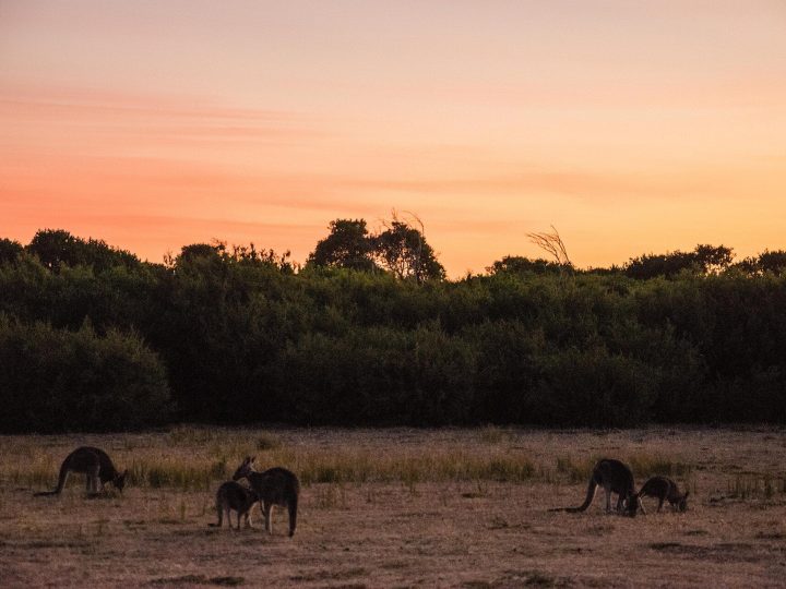 Kangaroos