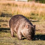 Wombat