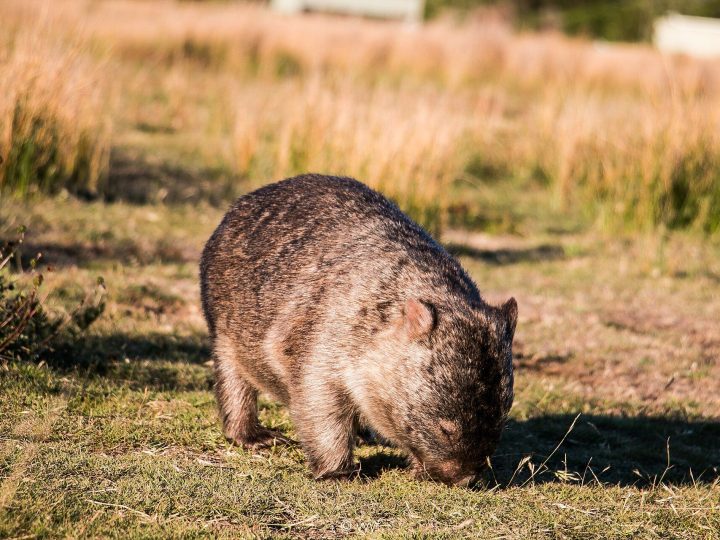Wombat